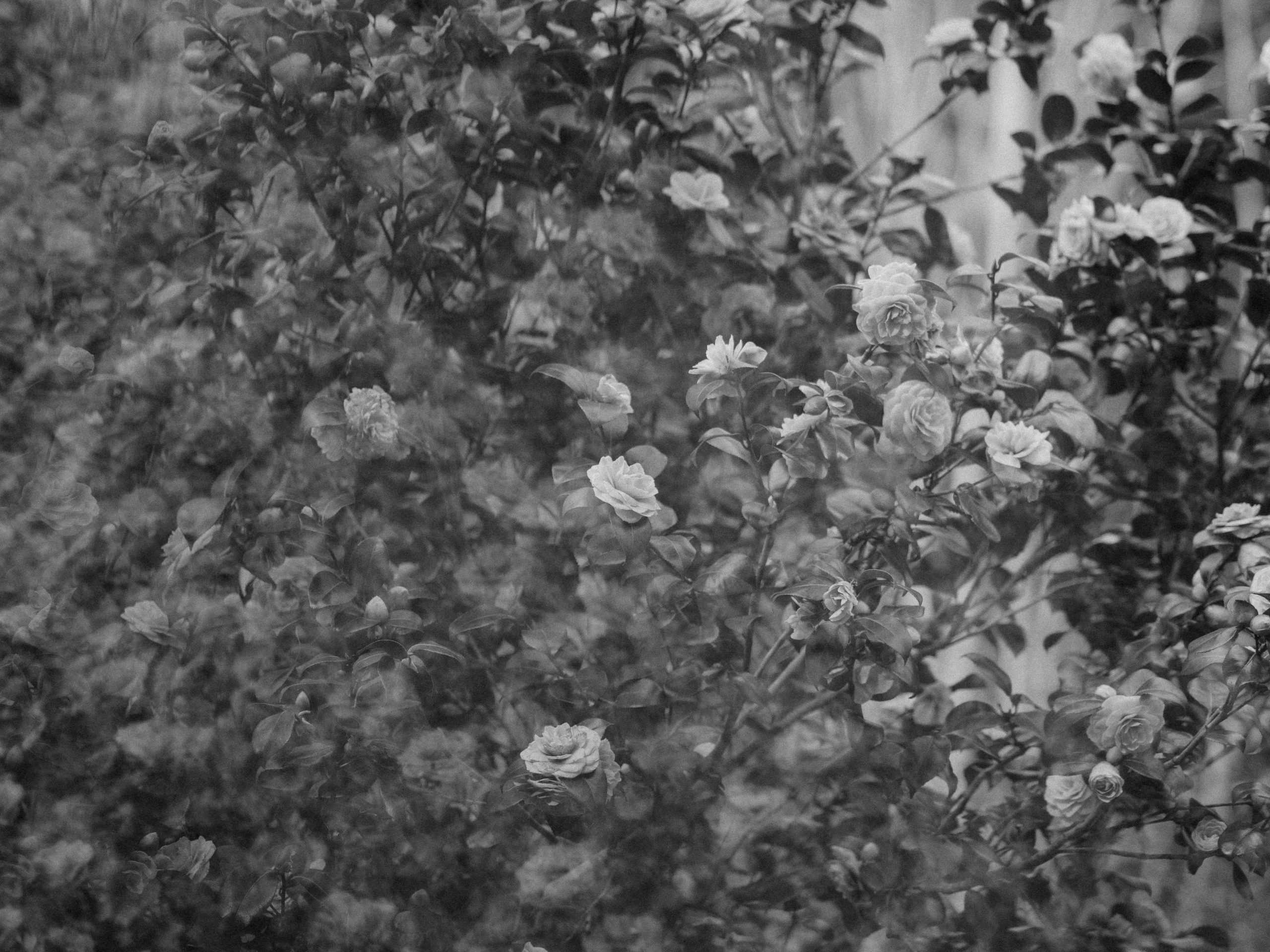 Frauen in Beziehung Omara Evertz Rosen